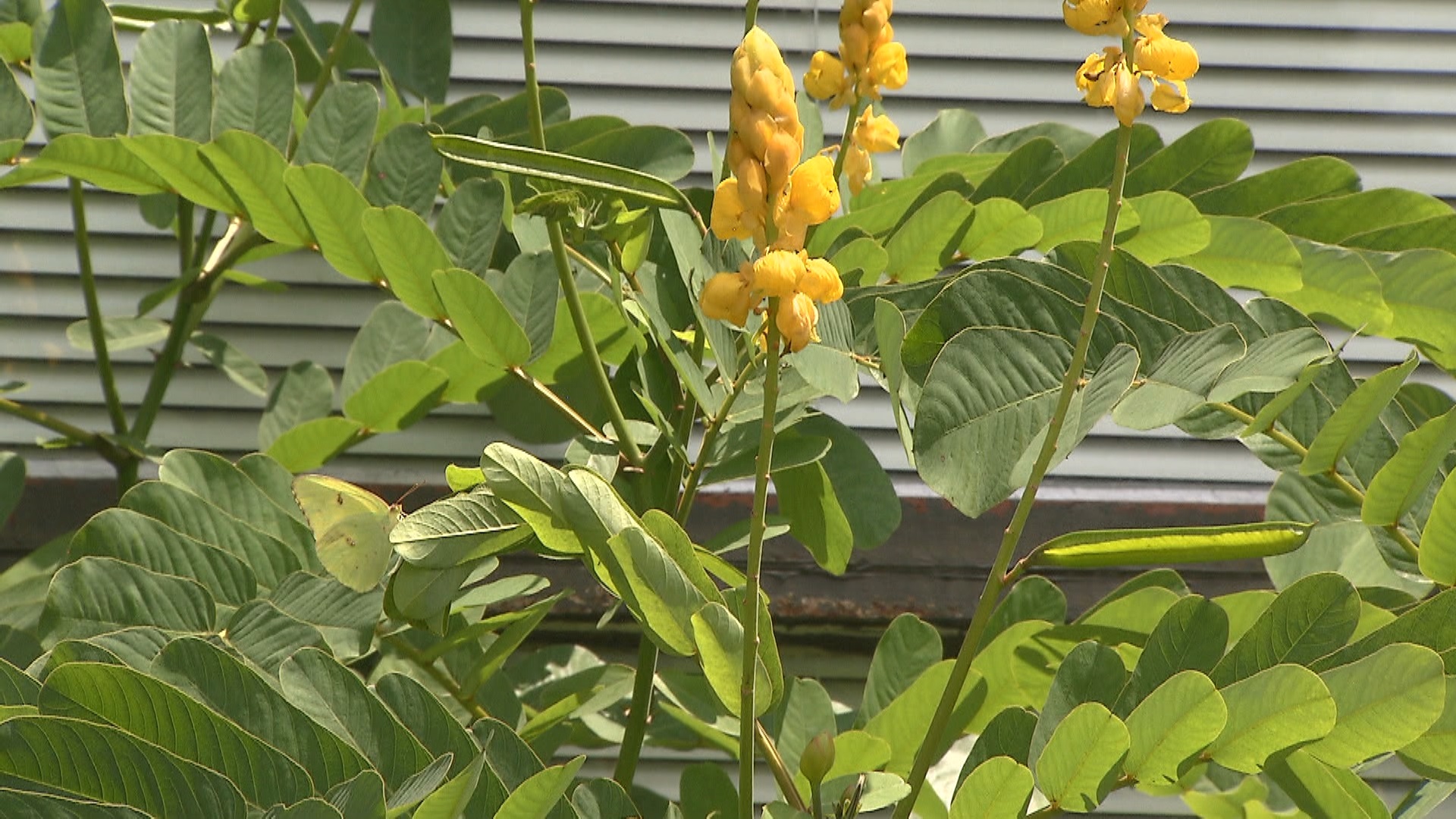 Get It Growing: Golden color, easy care make candlestick plant ideal for fall